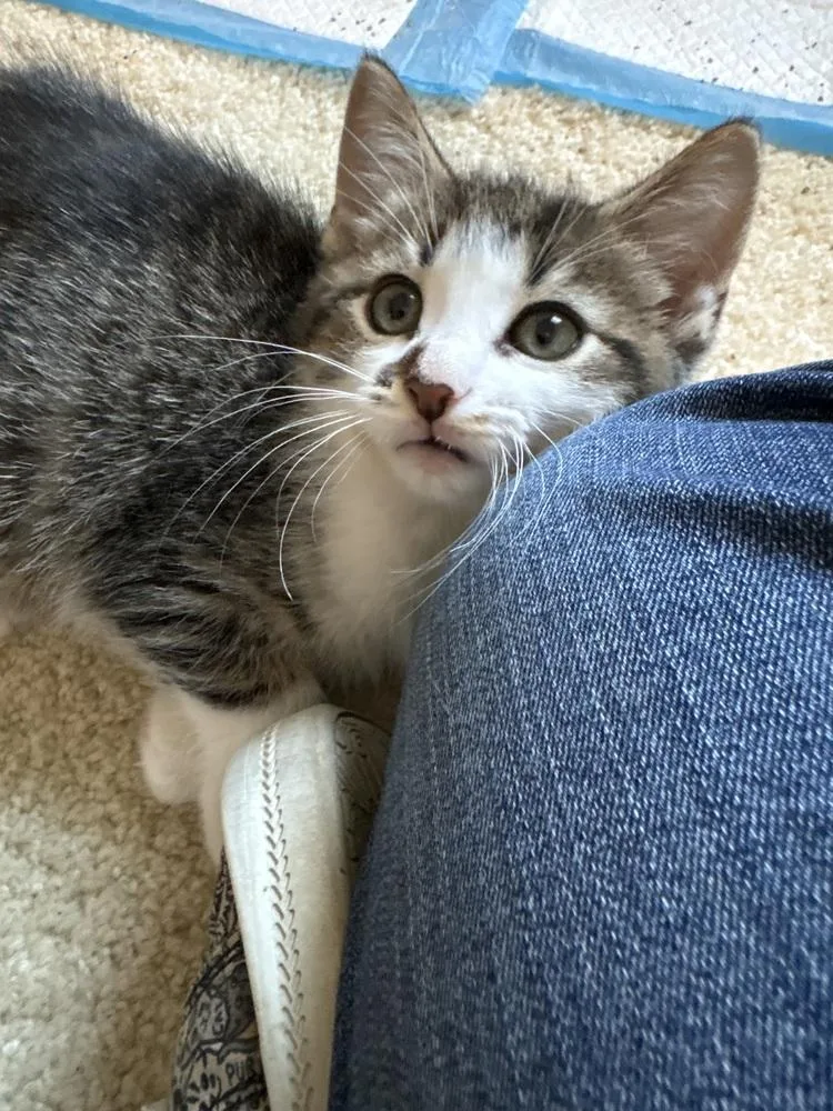 A baby small-sized male Domestic Short Hair cat named Ranger for adoption in Rochester, IN