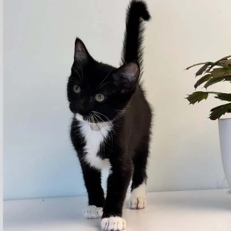 Paloma