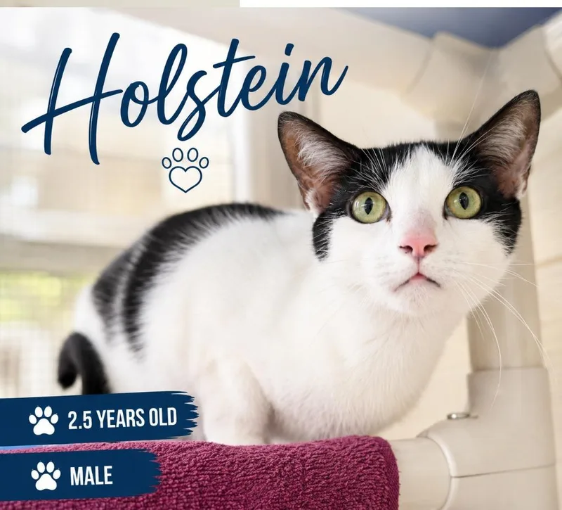 Holstein thumbnail 2