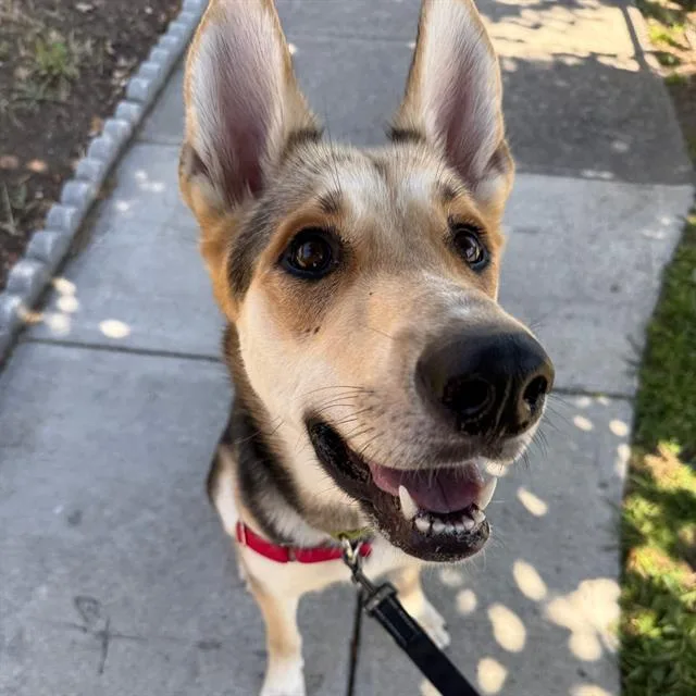 A young large-sized female German Shepherd Dog dog named Applejack for adoption in Alameda, CA