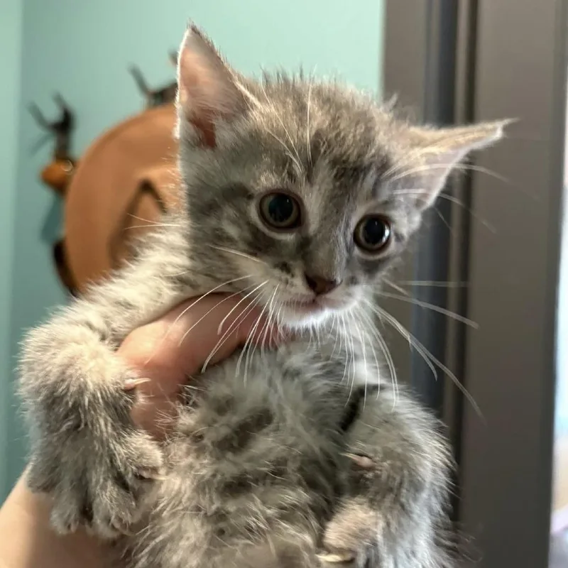 A baby small-sized male Gray / Blue / Silver Domestic Short Hair cat named Pizza Hut for adoption in Johnstown, PA