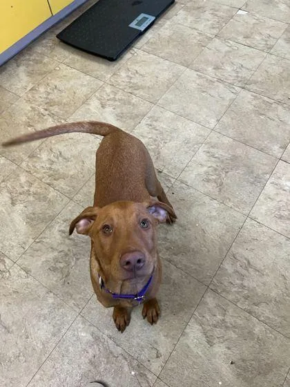 Pinochle thumbnail 2