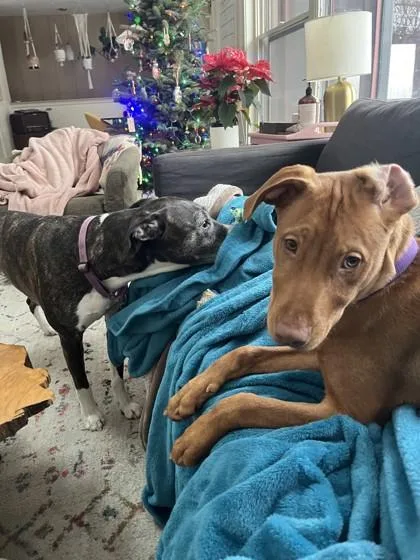 Pinochle thumbnail 4