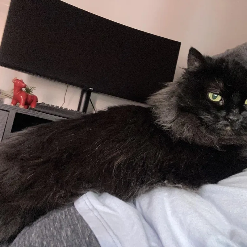 Bean