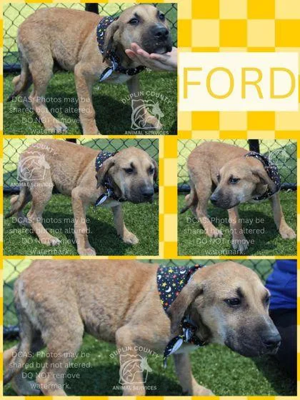 A baby medium-sized male American Staffordshire Terrier dog named Ford for adoption in Kenansville, NC