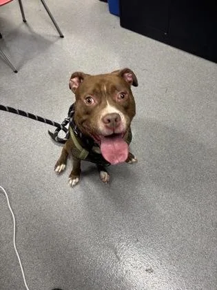 An adult medium-sized male Mixed Breed dog named Saint for adoption in West Chester, PA