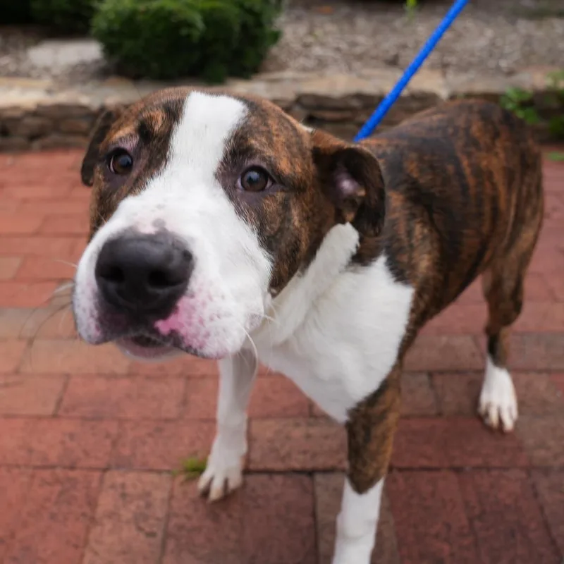 A young medium-sized male Brindle Mixed Breed dog named Prince Eric for adoption in Germantown, TN