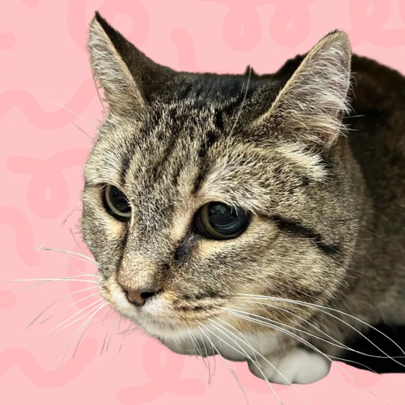 Penny thumbnail 3