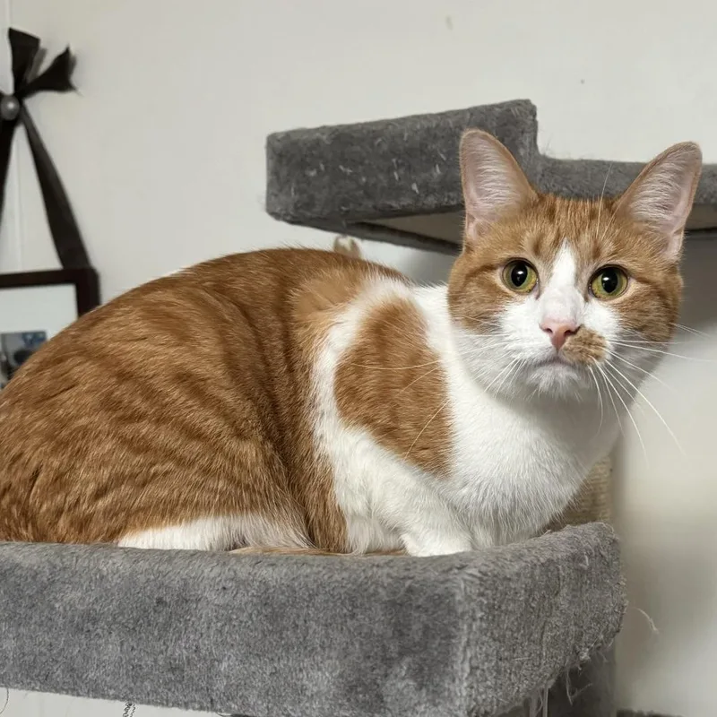 An adult small-sized female Orange / Red Domestic Short Hair cat named Tilly for adoption in Goshen, IN
