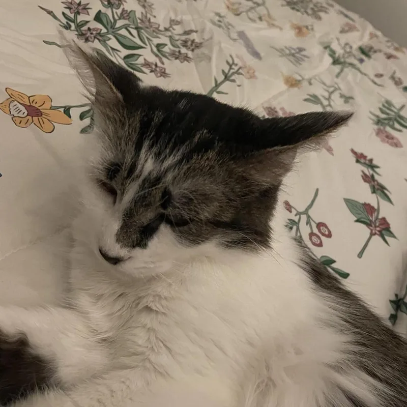 An adult medium-sized female Gray / Blue / Silver Domestic Medium Hair cat named Suki for adoption in Harrisonburg, VA
