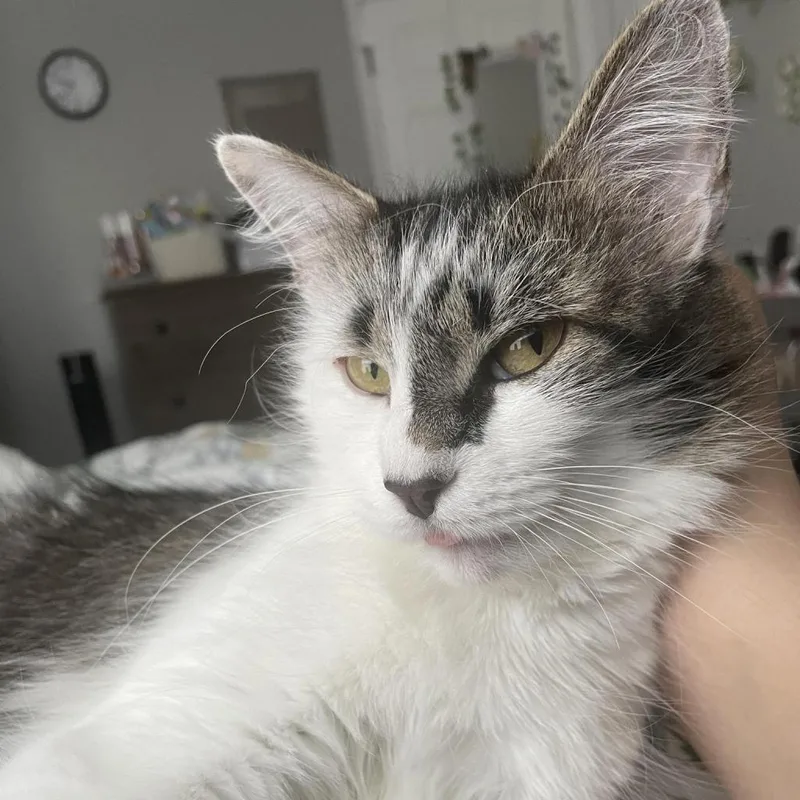 Suki thumbnail 2