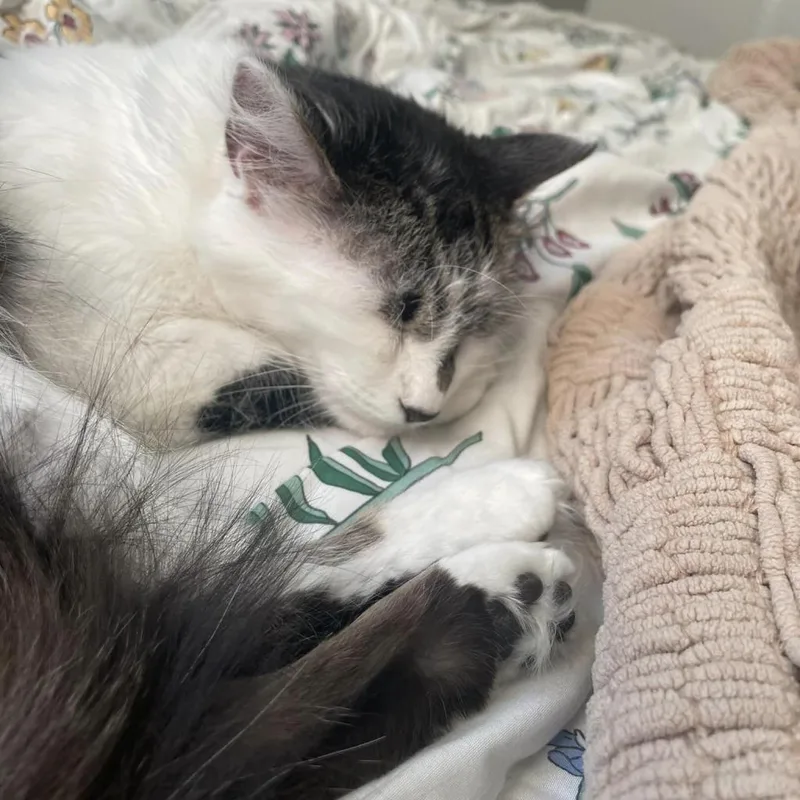 Suki thumbnail 3