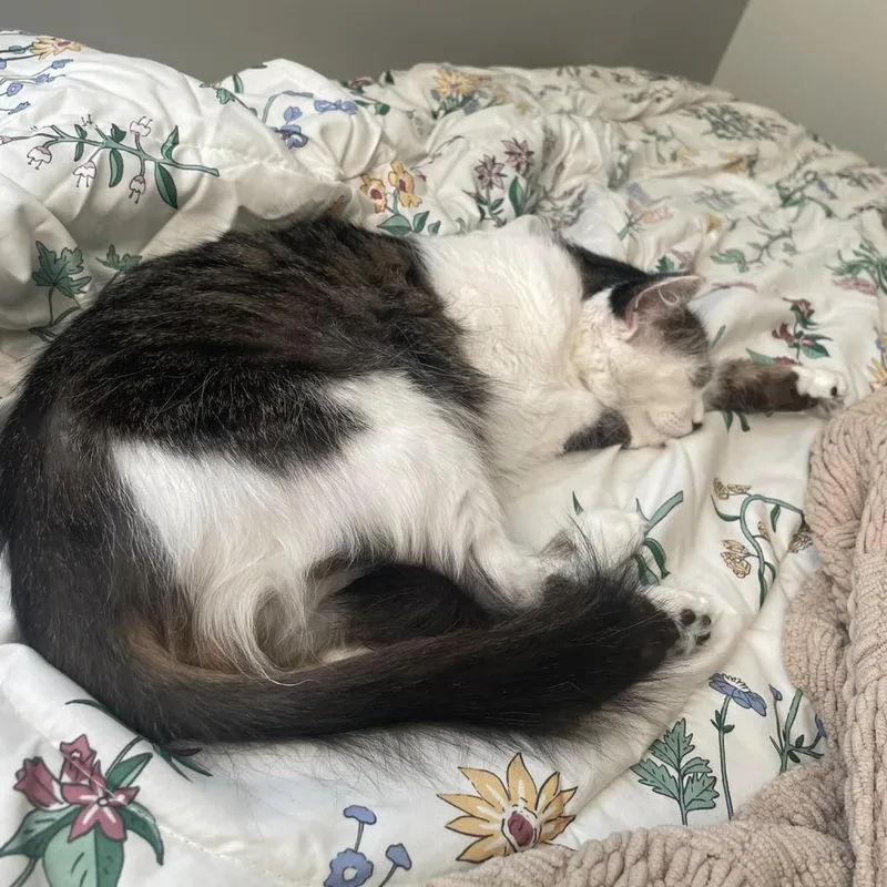 Suki thumbnail 5