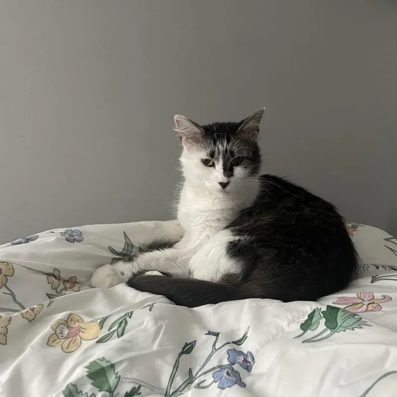Suki thumbnail 6