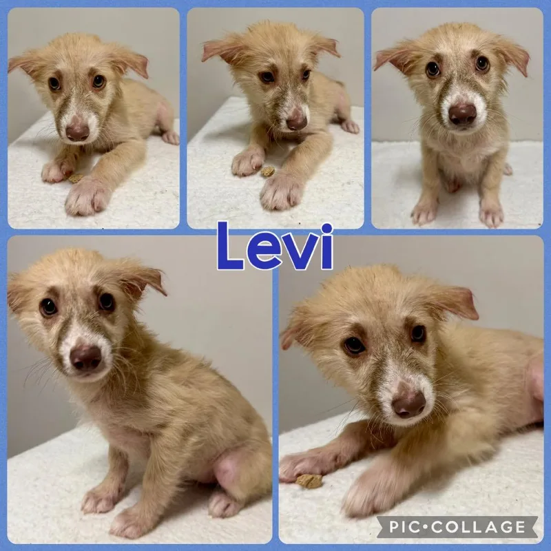 A baby medium-sized male White / Cream Mixed Breed dog named Levi for adoption in Opelika, AL