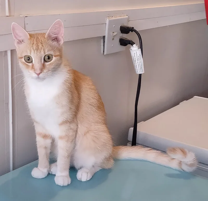 A young medium-sized female Orange & White Domestic Short Hair cat named Molly for adoption in Golden Valley, AZ