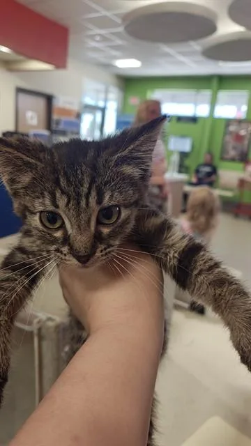 A baby small-sized female Domestic Short Hair cat named Cherry Pop for adoption in Louisville, KY