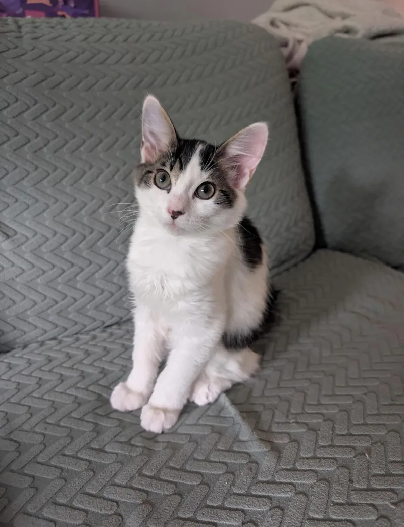 A baby medium-sized male White Domestic Medium Hair cat named Blueberry and Raspberry for adoption in Clayton, NJ