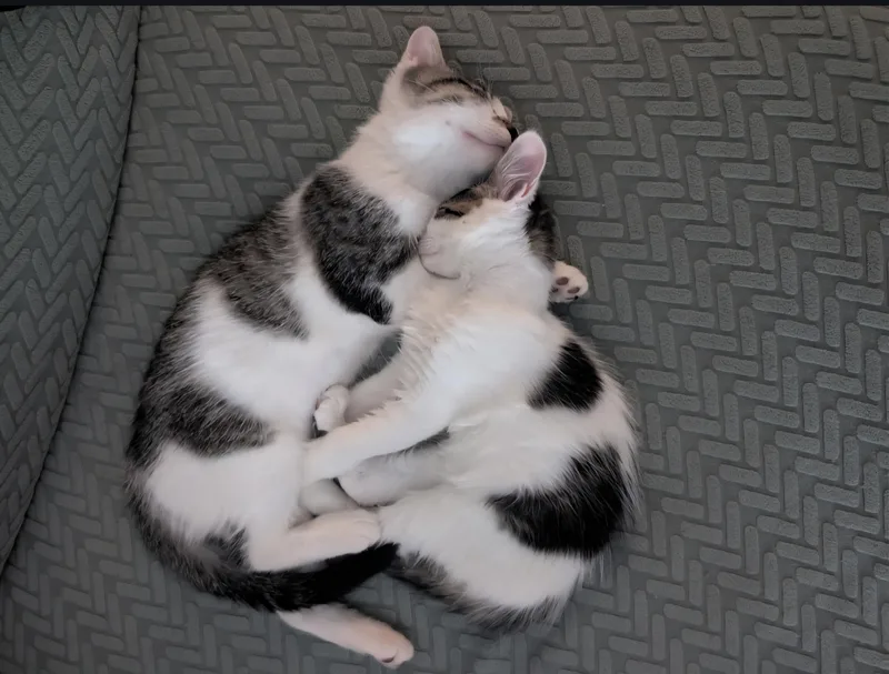 Blueberry and Raspberry thumbnail 3