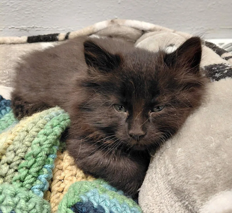 A baby medium-sized female Black Domestic Long Hair cat named Snooki for adoption in Montello, WI