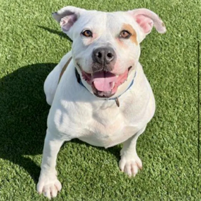 An adult large-sized male White / Cream Pit Bull Terrier dog named Brad Pitt for adoption in Peculiar, MO