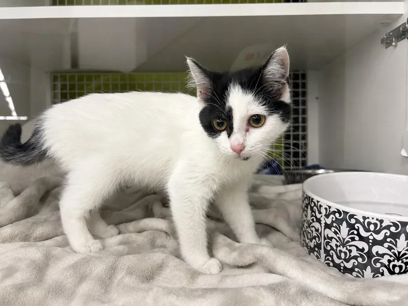 A baby small-sized female Domestic Short Hair cat named Pinky for adoption in Gorham, ME