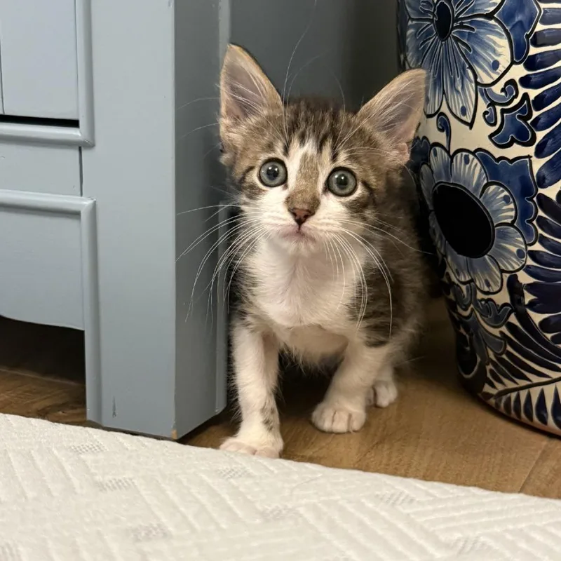 A baby small-sized female Gray / Blue / Silver Domestic Short Hair cat named Carpet for adoption in San Antonio, TX