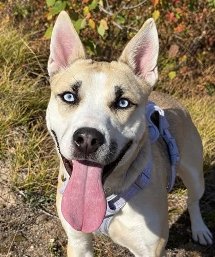 A young large-sized female Husky dog named Nala for adoption in Gwinn, MI