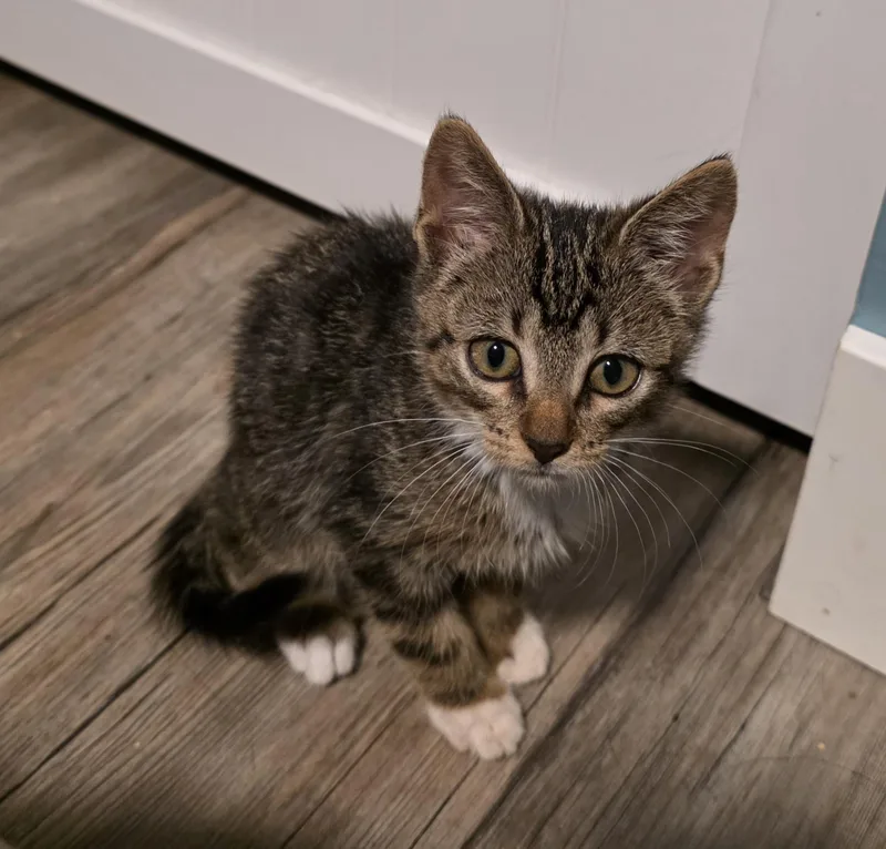 A baby medium-sized male Tabby (Brown / Chocolate) Domestic Short Hair cat named Cattail for adoption in Fruit Heights, UT