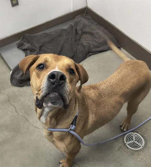 An adult large-sized male Cane Corso dog named Percy for adoption in Tucson, AZ