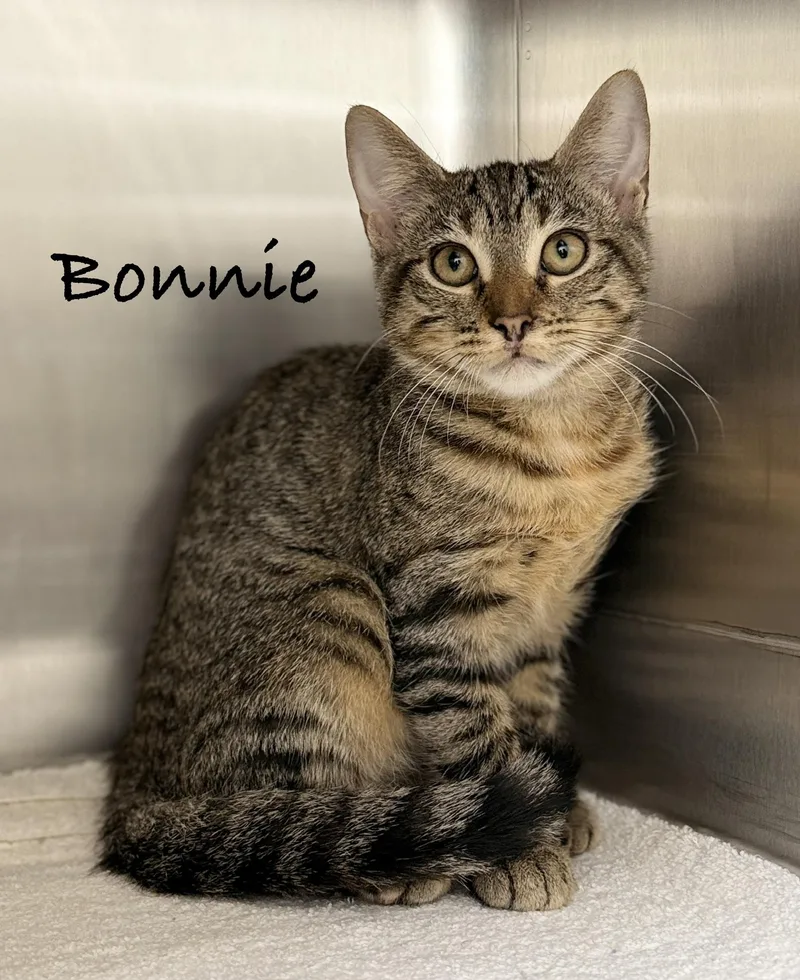 A baby medium-sized female Tabby (Brown / Chocolate) Domestic Short Hair cat named Bonnie for adoption in Pawleys Island, SC