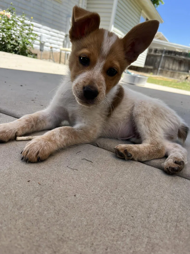 A baby medium-sized male Cattle Dog dog named Kerchak for adoption in Salt Lake City, UT