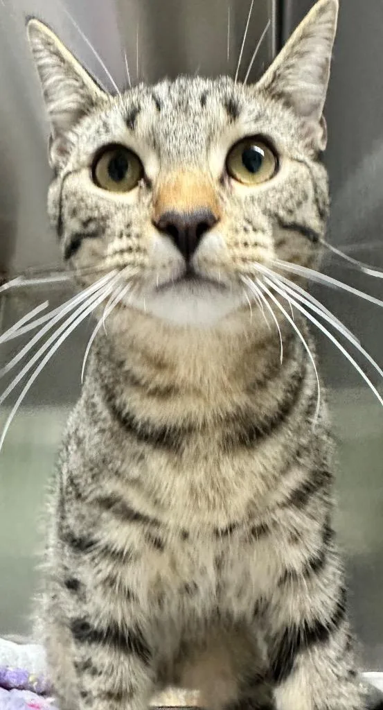 A baby small-sized male Domestic Short Hair cat named Donald for adoption in Hillsdale, IN