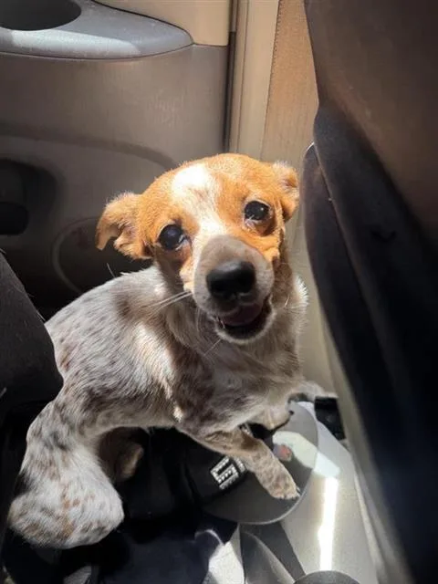 A young small-sized male Chihuahua dog named Eddie for adoption in San Antonio, TX