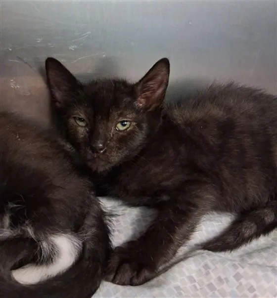 A baby small-sized male Domestic Short Hair cat named Dump Truck for adoption in Fort Walton Beach, FL