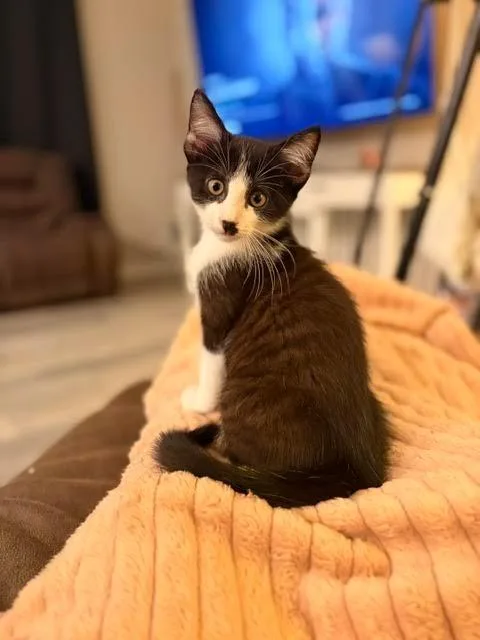 A baby medium-sized female Domestic Short Hair cat named Draculaura for adoption in New Braunfels, TX
