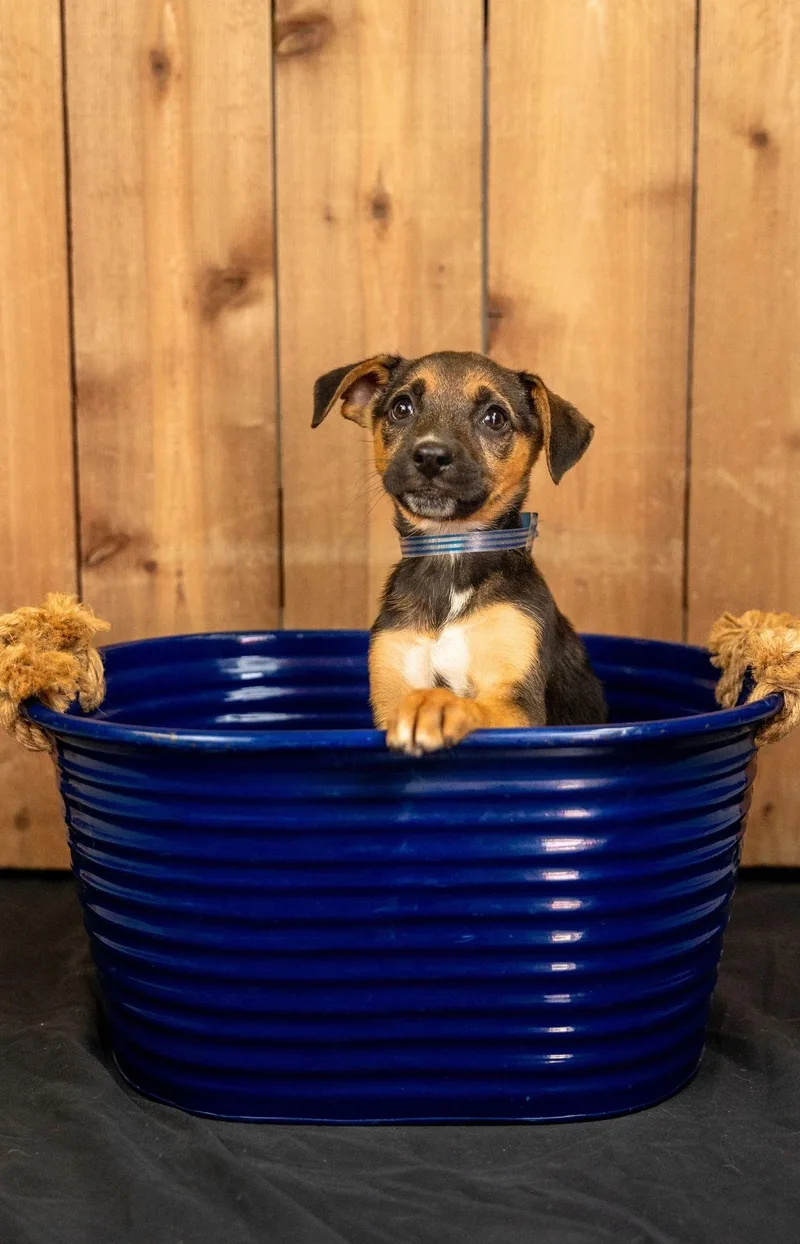A baby medium-sized female Shepherd dog named 700-26 for adoption in Brighton, CO