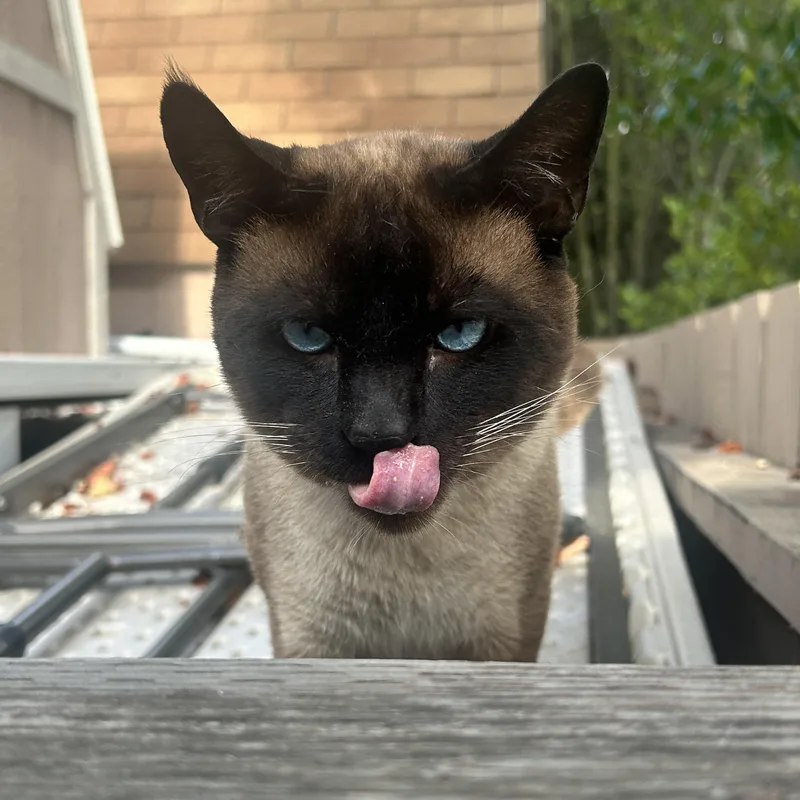 An adult medium-sized male Chocolate Point Siamese cat named Blue for adoption in Oceanside, CA
