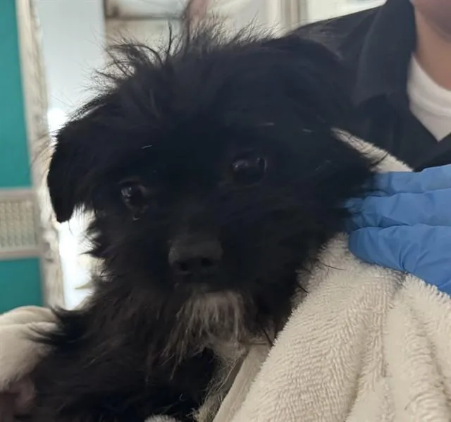 A young small-sized male Terrier dog named A for adoption in Tucson, AZ