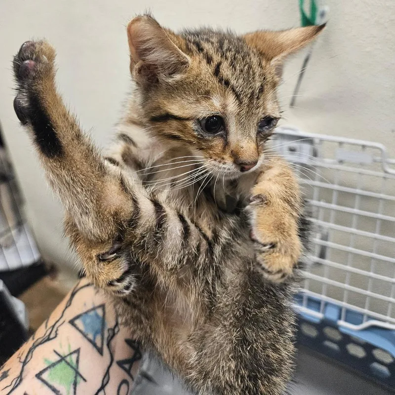 A baby small-sized male Gray / Blue / Silver American Shorthair cat named Marco for adoption in Lake Jackson, TX