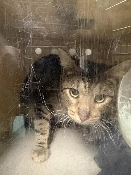An adult small-sized male Domestic Short Hair cat named Landline Butter Brickle for adoption in Melbourne, FL