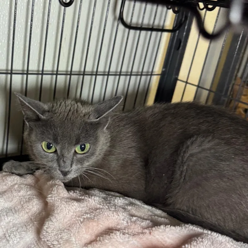 A young medium-sized female Domestic Short Hair cat named Sylvie for adoption in Saginaw, MI