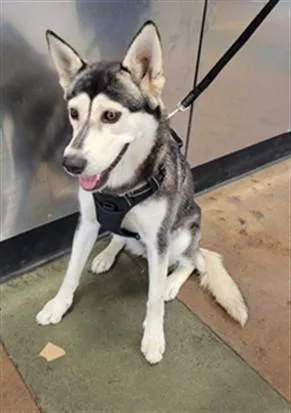 A young medium-sized female Husky dog named Aldi for adoption in Van Nuys, CA