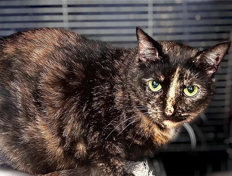 An adult large-sized female Domestic Short Hair cat named Mew Mew for adoption in Gettysburg, PA