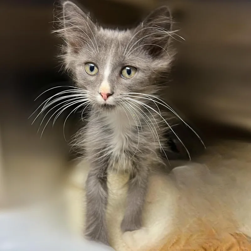 An adult large-sized female Gray / Blue / Silver Domestic Short Hair cat named Jiff for adoption in Springfield, IL