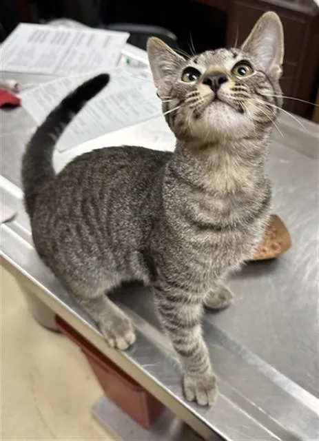 A baby small-sized male Domestic Short Hair cat named Topaz for adoption in Aliquippa, PA