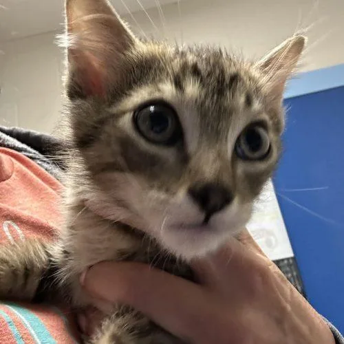 A baby small-sized male Tabby (Brown / Chocolate) Domestic Short Hair cat named Roo for adoption in Burlington, IA