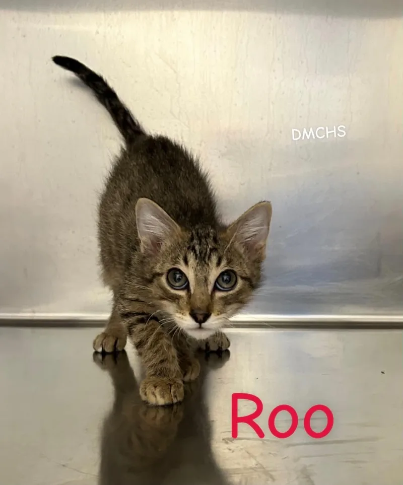 Roo thumbnail 2