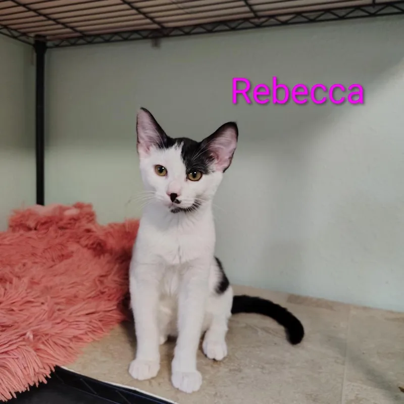 A baby small-sized female White Domestic Short Hair cat named Rebecca for adoption in Spokane, WA