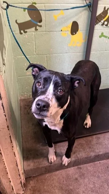 A young small-sized female Pit Bull Terrier dog named Ramen for adoption in Sacramento, CA